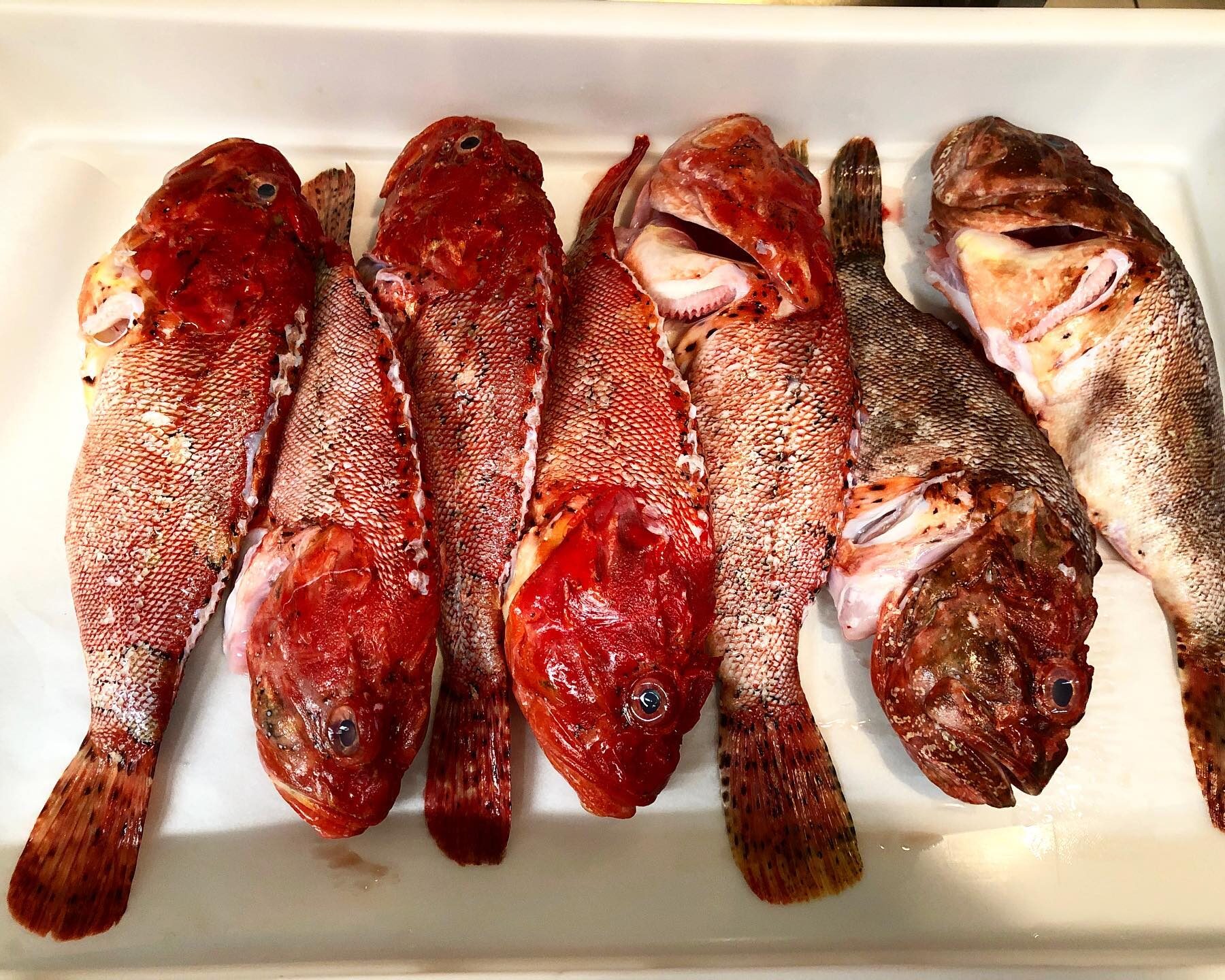 meilleur restaurant de poisson canet-en-roussillon